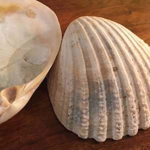 Two shells